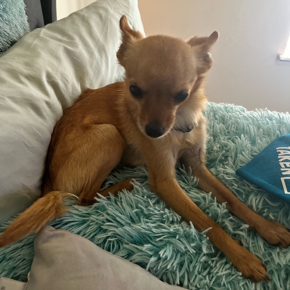 Meet your Posher! Free People Active For Less! - Picture 3 of 7